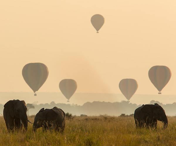 parc afrique <strong> luxe </strong> cadeaux marques » width= »600″ height= »500″ /></p>
<p> </p>
<p>Grâce à un excellent travail de conservation sur le terrain et dans les coulisses, le parc national d’Afrique de l’Est est connu comme le parc national le plus réussi du continent africain, à la fois en termes d’observation de la faune et de gestion. Par exemple, prenons la récente guerre de braconnage de rhinocéros qui a balayé l’ensemble du continent africain à titre d’exemple ; par rapport aux 400 braconnages de rhinocéros en Afrique du Sud en 2020, le Kenya n’a signalé aucun décès de braconnage de rhinocéros. Bien qu’il s’agisse d’une compréhension très basique de l’une des atrocités les plus complexes sur la faune sauvage sur le continent africain, cela met en évidence la performance des autorités kenyanes.</p>
<p> </p>
<p>Ci-dessous, vous en apprendrez plus sur certains des meilleurs parcs nationaux d’Afrique de l’Est et les services qu’ils peuvent fournir aux touristes.</p>
<p> </p>
<p><strong>Kenya</strong></p>
<p> </p>
<p>Le parc national le plus célèbre du Kenya est sans aucun doute le parc national du Masai Mara. Faisant partie de l’écosystème Great Mara/Serengeti, Mara est sans doute la destination la plus recherchée pour les amateurs de safari. Rempli d’un grand nombre de carnivores, sans parler d’une grande partie de la grande migration de juillet à septembre, il n’est pas étonnant que les gens y affluent.</p>
<p> </p>
<p><img decoding=