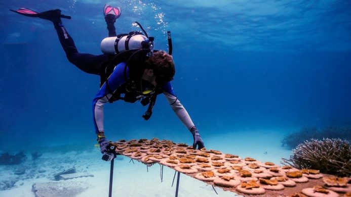 Les plongeurs du Tortuga Bay Puntacana Resort plantent un jardin de corail