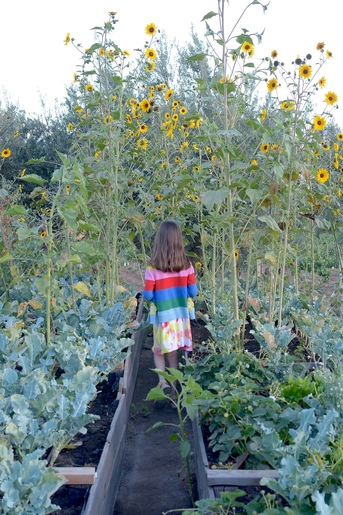 Faune - Vallée de Guadalupe