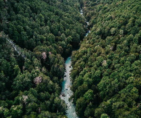 Vue aérienne d'une forêt et d'une longue rivière