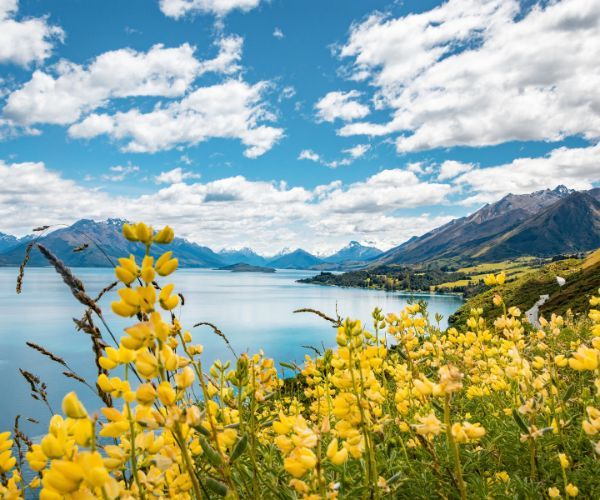 Fleurs jaunes avec lac et montagnes en arrière-plan