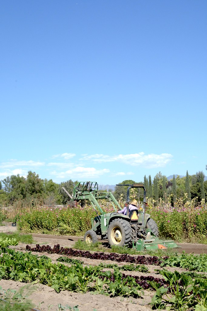 Marchand de vin et ferme de café de Los Olivos