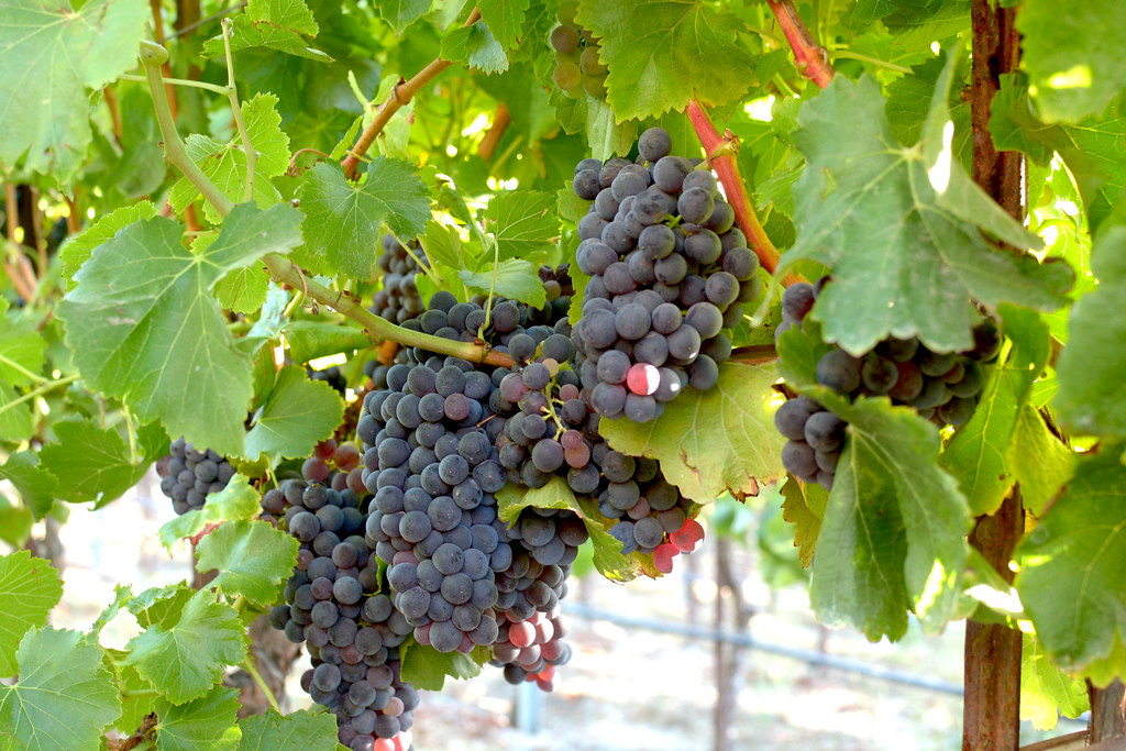 Vignoble Dumetz - Los Alamos