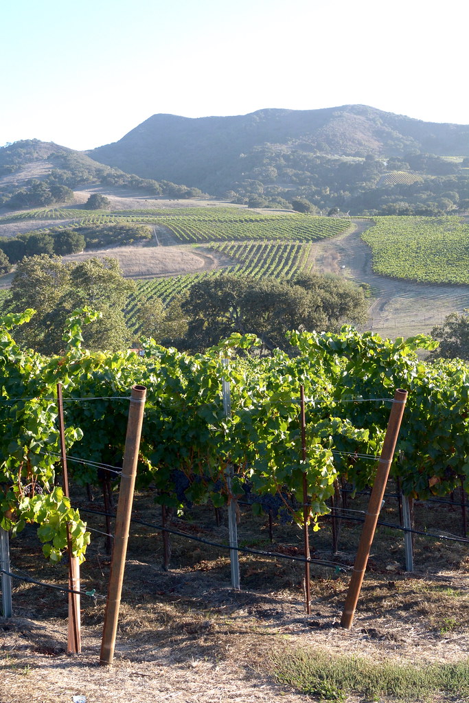 Vignoble Dumetz - Los Alamos